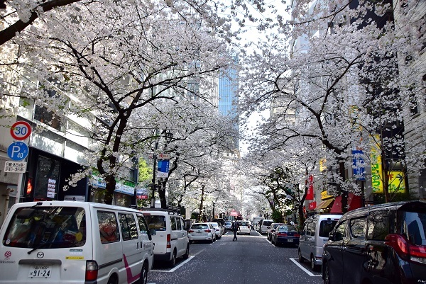 2021 春　桜紀行　日本橋の桜_c0067529_17292417.jpg