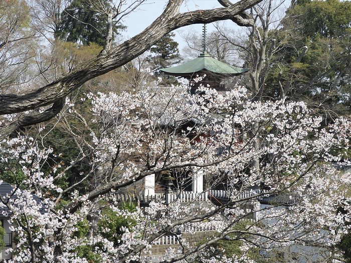 桜満開と大ショック！_a0354432_20420827.jpg