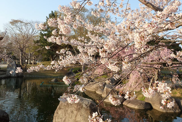 霞ヶ浦運動公園にて....桜_f0103534_19454403.jpg