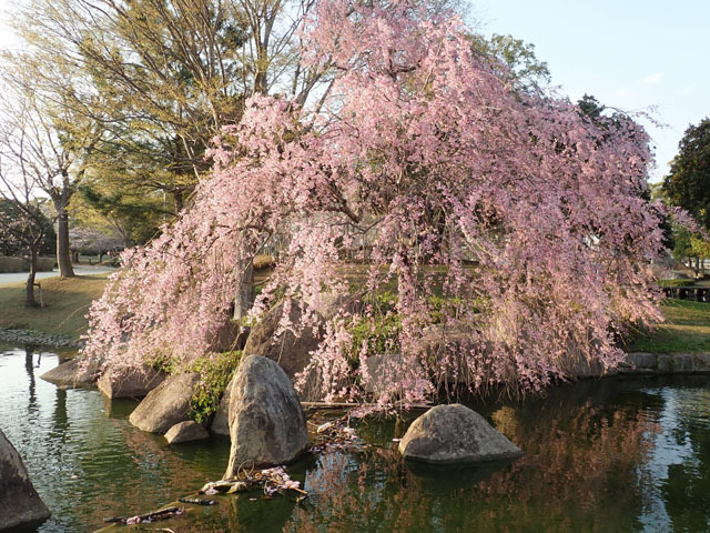 霞ヶ浦運動公園にて....桜_f0103534_19464180.jpg