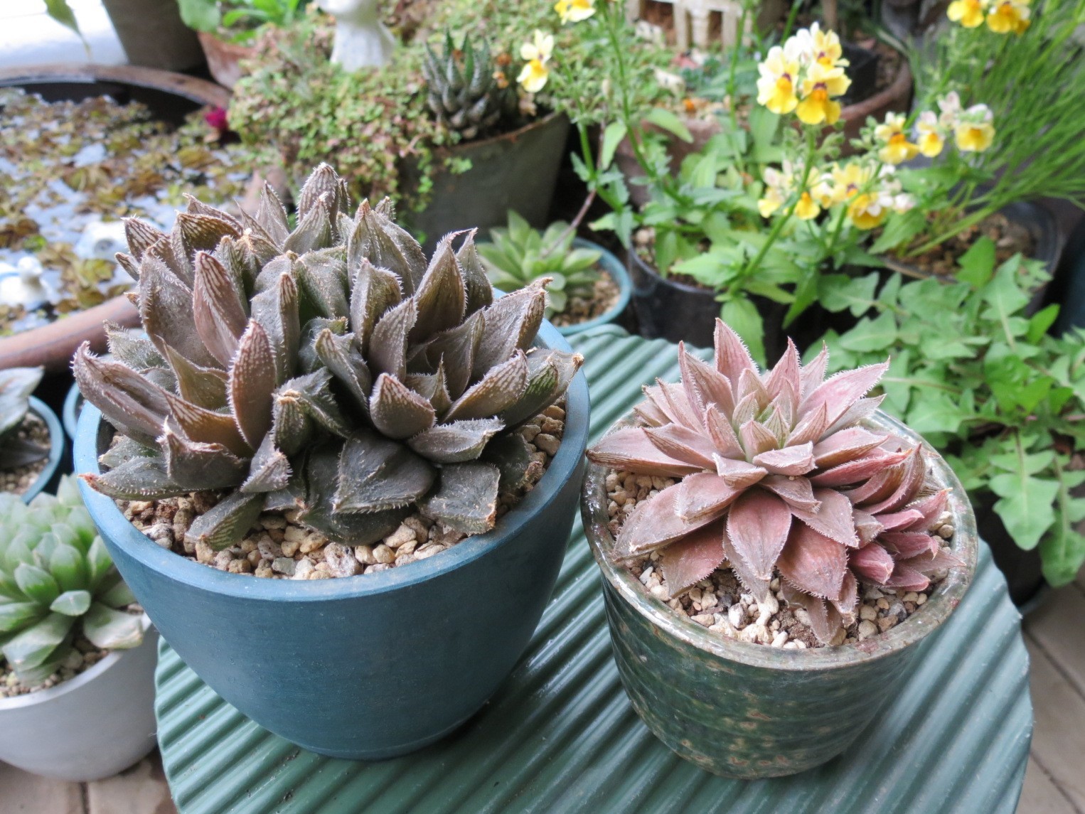 ≧∇≦）多肉植物 ハオルチア 静鼓錦 糊斑 特大株