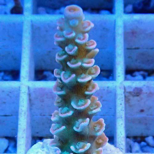 Special Acropora_d0221436_00374324.jpg