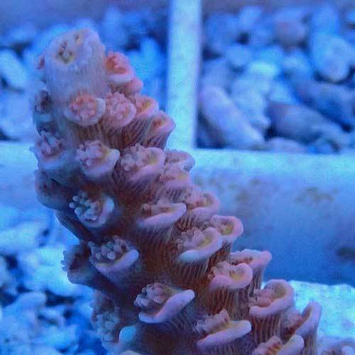 Special Acropora_d0221436_00375794.jpg