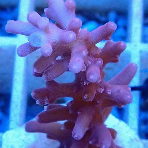 Special Acropora_d0221436_00383075.jpg