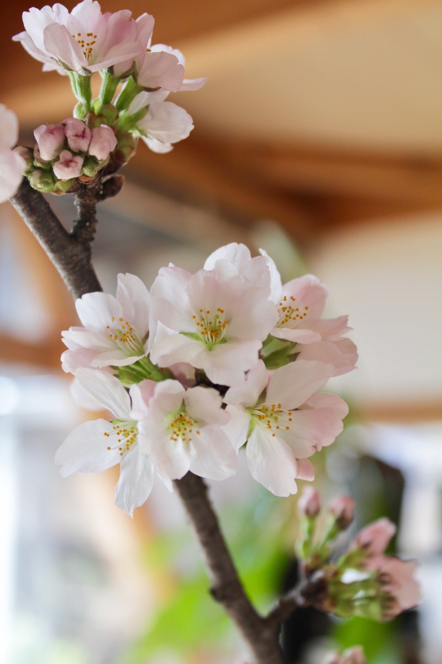 桜 ほのぼのまめまめ 桜 ほのぼのまめまめ