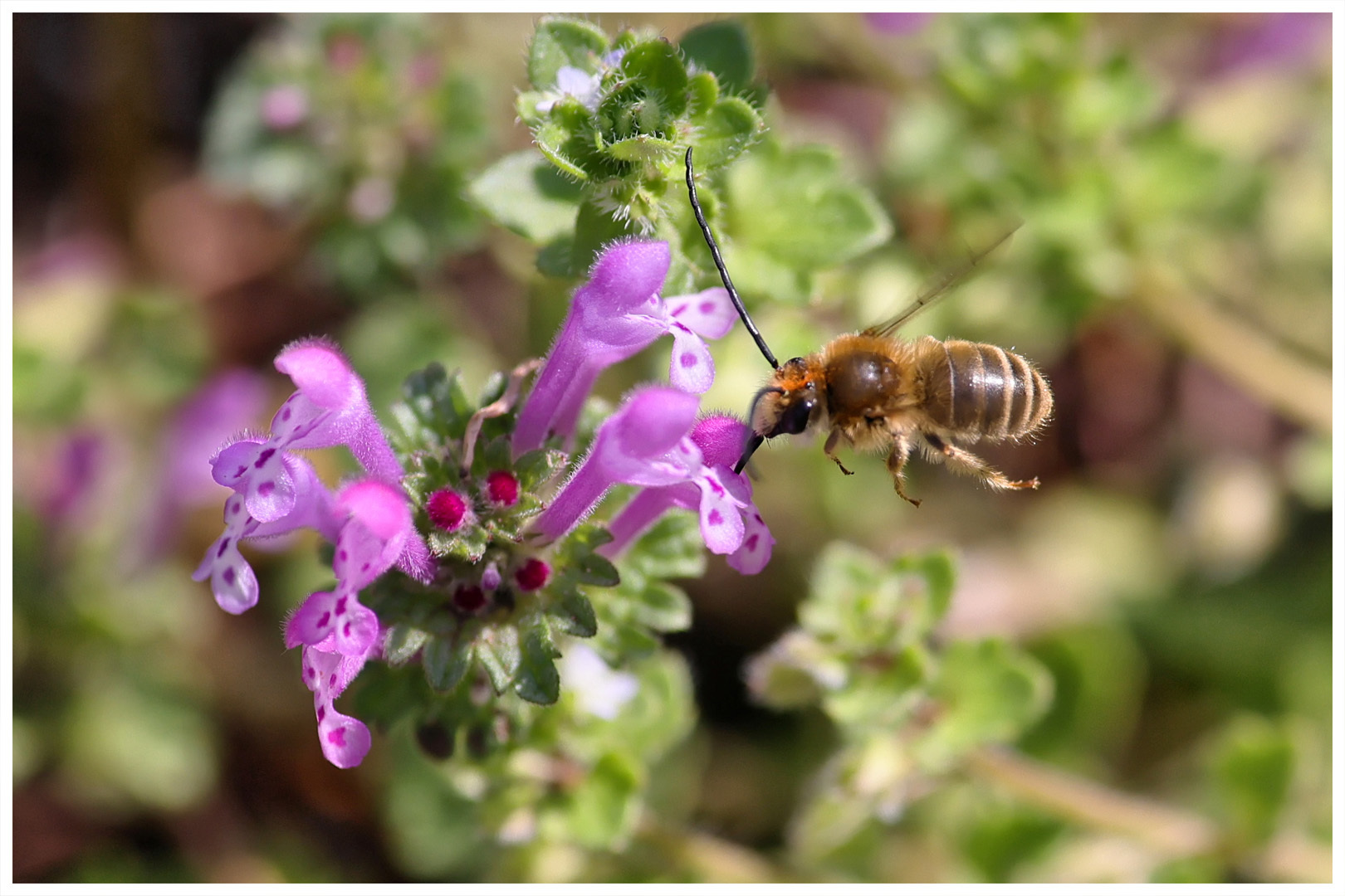 ホトケノザの蜜を吸う コバチャンのｂｌｏｇ