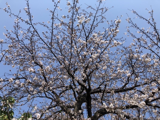 【金曜日の桜】_b0009849_14153752.jpeg