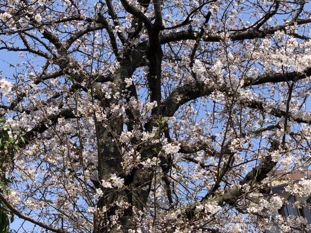 【金曜日の桜】_b0009849_14155778.jpeg