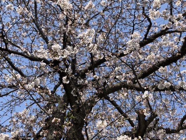 【金曜日の桜】_b0009849_14170660.jpeg
