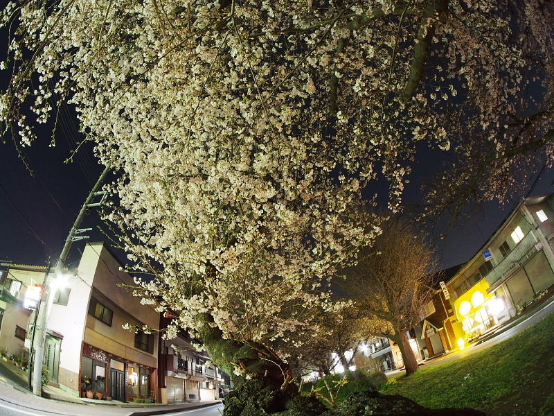 【Photo日記】「魚眼」桜_b0008655_08394450.jpg