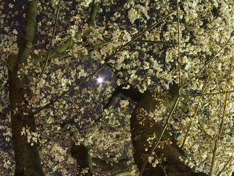 【Photo日記】「魚眼」桜_b0008655_08410665.jpg