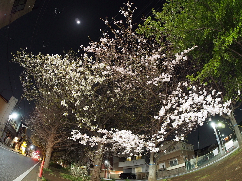 【Photo日記】「魚眼」桜_b0008655_20400059.jpg