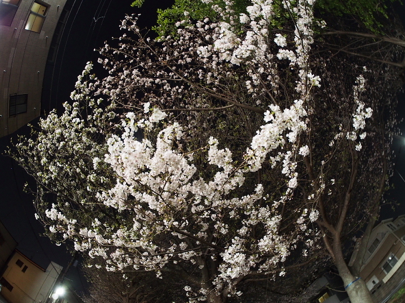 【Photo日記】「魚眼」桜_b0008655_20410990.jpg