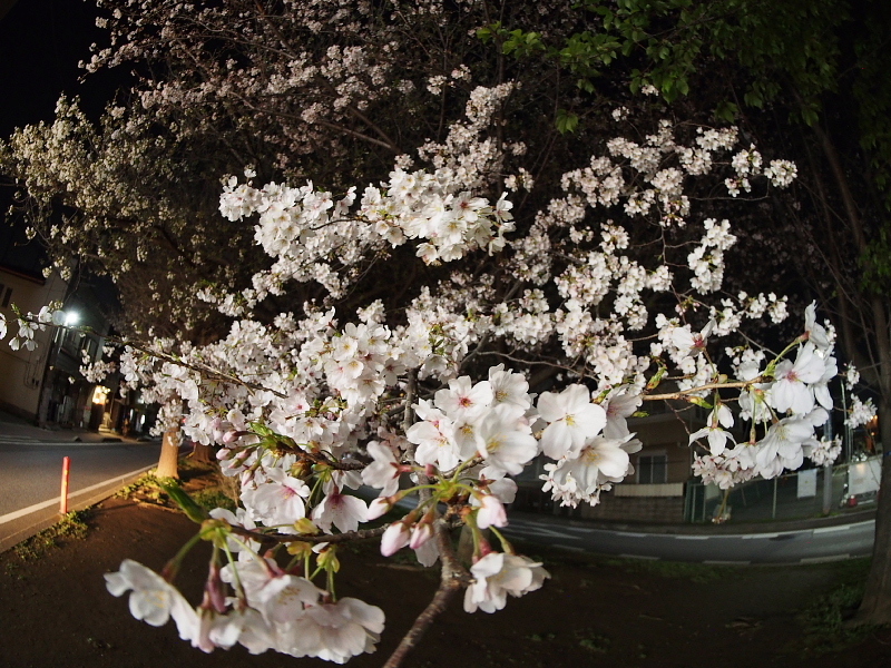 【Photo日記】「魚眼」桜_b0008655_20505807.jpg