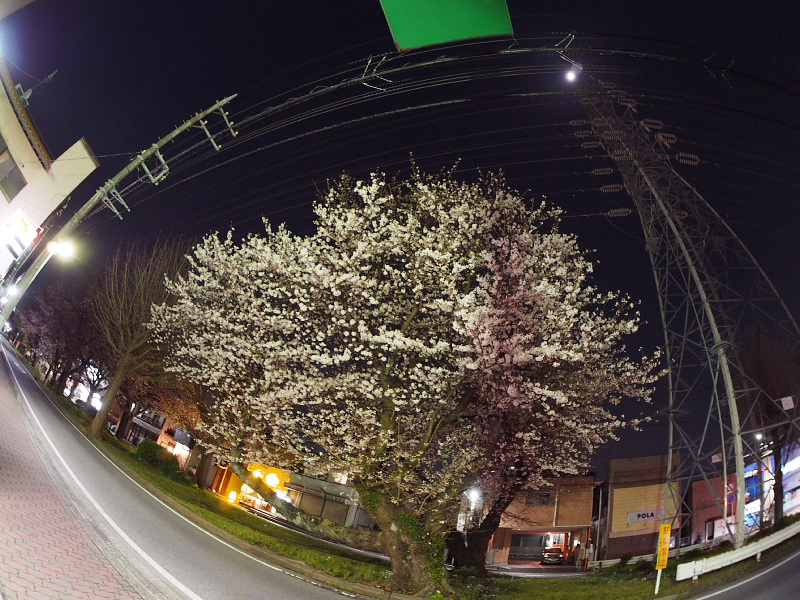 【Photo日記】「魚眼」桜_b0008655_22050599.jpg