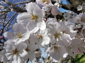 桜は今年もきれいに咲く_a0007462_14351882.jpg