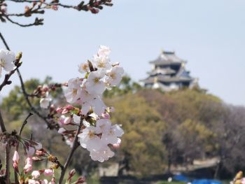 桜は今年もきれいに咲く_a0007462_14354421.jpg