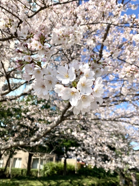 j s diary 銀座リーマン日記 j s diary 銀座リーマン日記
