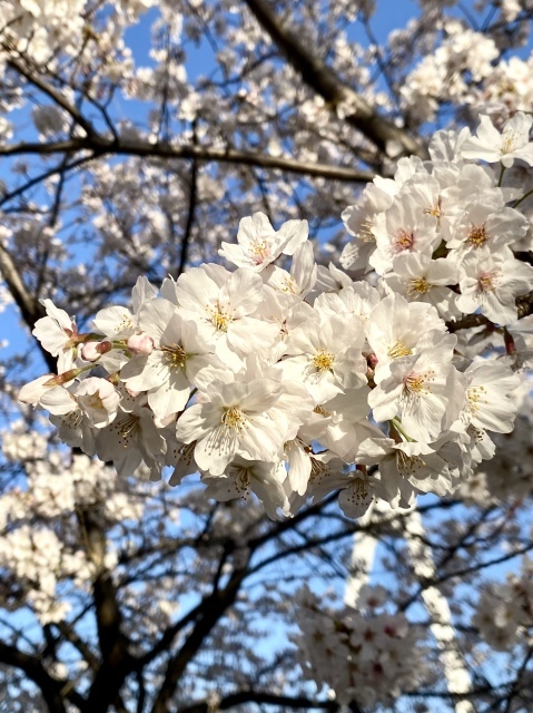 j s diary 銀座リーマン日記 j s diary 銀座リーマン日記
