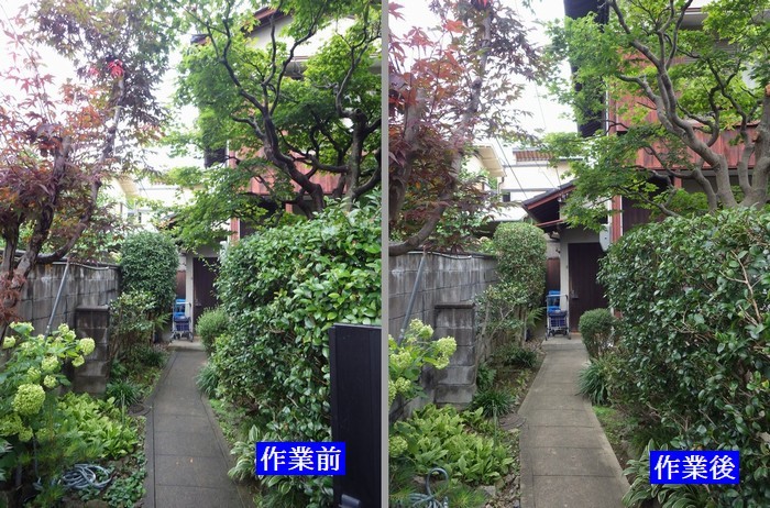 お庭の手入れ_b0399773_07314861.jpg