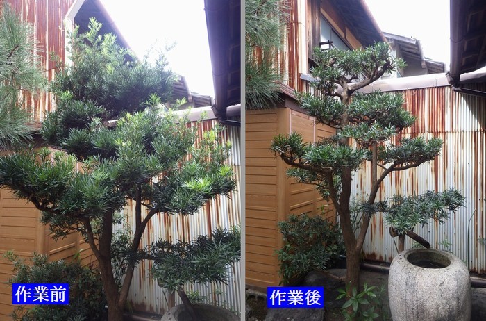 マキの剪定とお庭の整理 : 京都市庭木剪定 ~ 庭 佳niwaka マキの剪定とお庭の整理 : 京都市庭木剪定 ~ 庭 佳niwaka