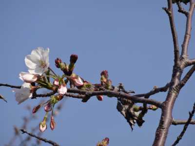 中川口緑地情報♪桜の開花のお知らせ_d0338682_16001002.jpg