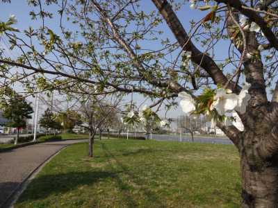 中川口緑地情報♪桜の開花のお知らせ_d0338682_16010292.jpg