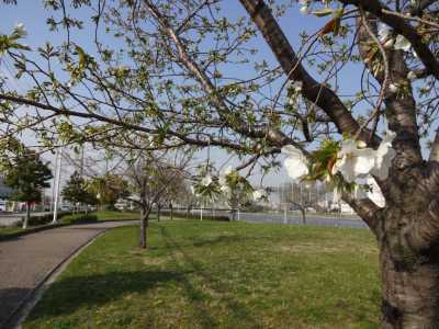 中川口緑地情報♪桜の開花のお知らせ_d0338682_16010292.jpg