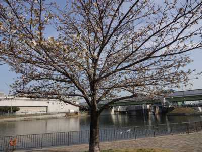 中川口緑地情報♪桜の開花のお知らせ_d0338682_16011135.jpg