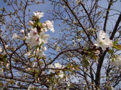 中川口緑地情報♪桜の開花のお知らせ_d0338682_16012649.jpg