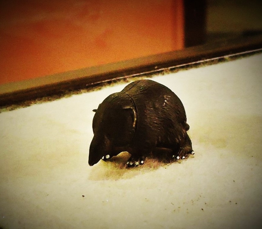 インドネシア ドブネズミ（ラット）の骨格標本 A 【公式通販】