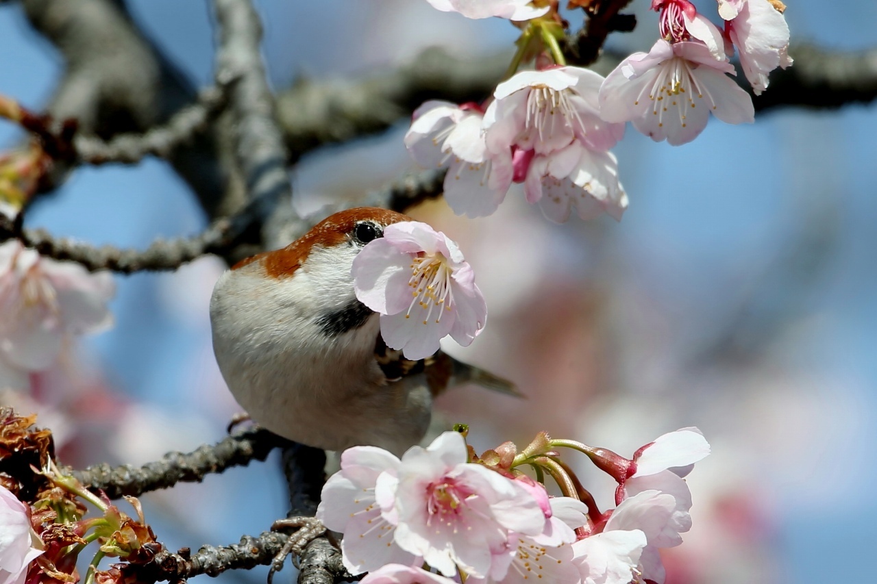 桜の花から蜜を吸うニュウナイスズメ ｔ ｈの野鳥写真