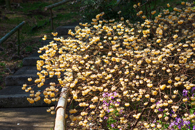 鎌倉・貞宗寺のモクレン_b0145398_22470725.jpg