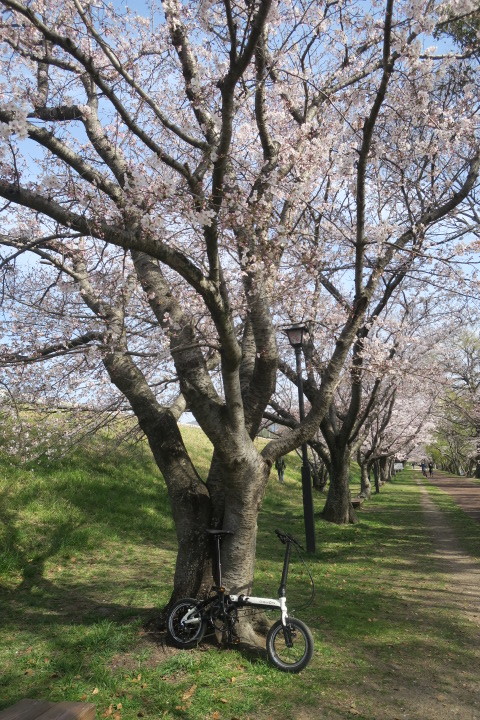 酒津公園の桜　２０２１_c0132901_09561926.jpg