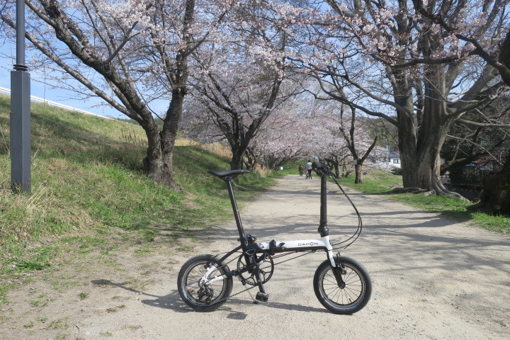 酒津公園の桜　２０２１_c0132901_09563211.jpg