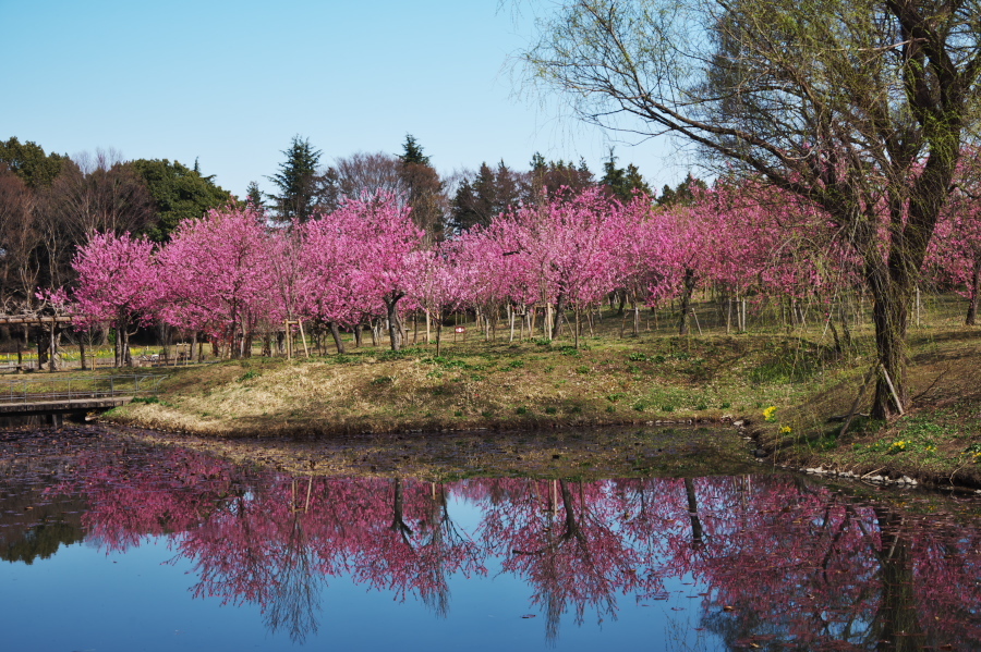 古河市　古河総合公園の花桃1_a0263109_12471380.jpg