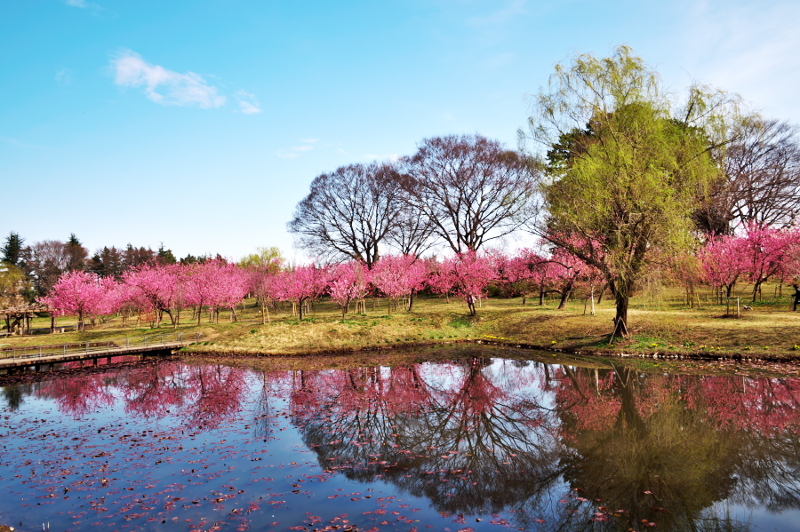 古河市　古河総合公園の花桃1_a0263109_12471393.jpg