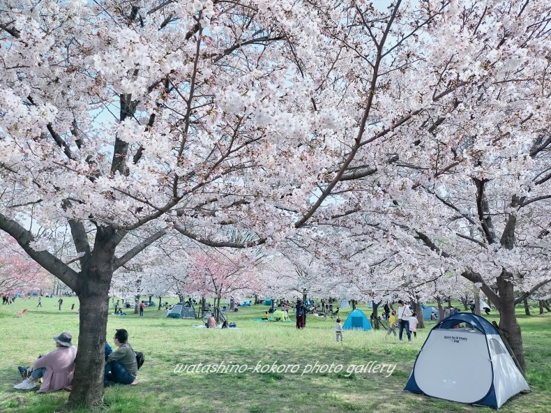お花見は今日がピーク 舎人公園 私の心の日記箱 Vol 0