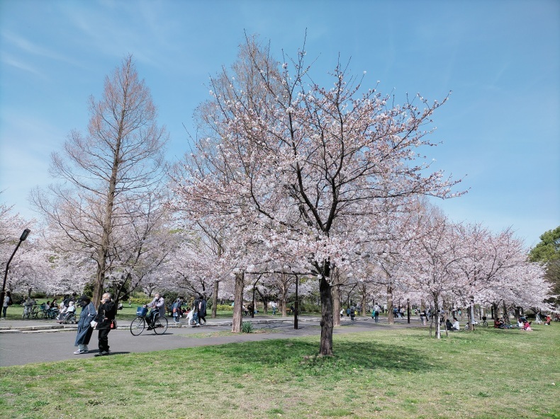 お花見は今日がピーク 舎人公園 私の心の日記箱 Vol 0