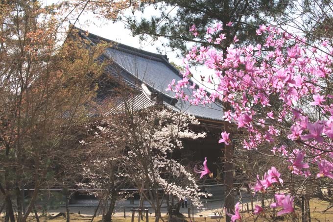 桜とミツバツツジが共演　仁和寺_e0048413_21524211.jpg