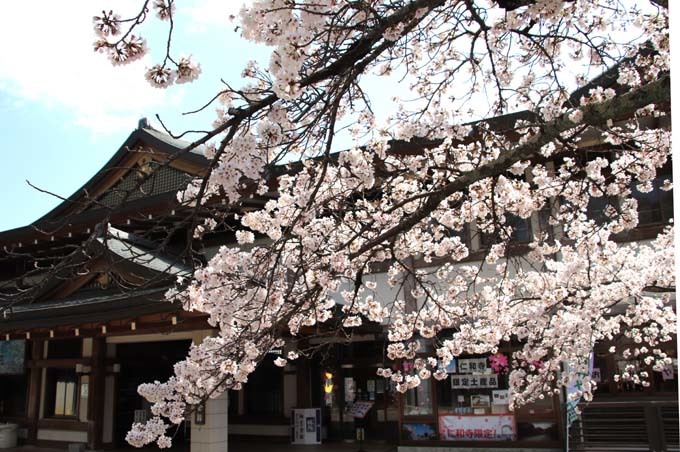 桜とミツバツツジが共演　仁和寺_e0048413_21530203.jpg