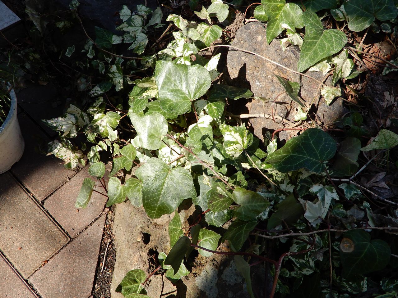 我が家の庭でのこの春最初の開花_c0025115_21174764.jpg