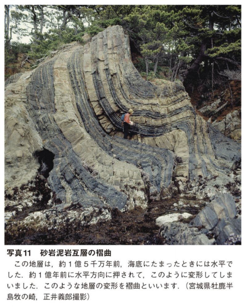 我が家の庭でのこの春最初の開花_c0025115_21243756.jpg