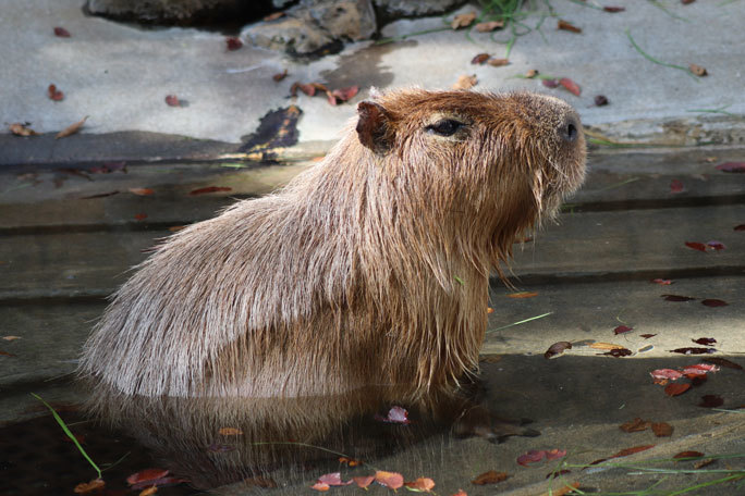 カピバラ アズ と落ち葉の海を行くイシガメ クサガメ 千葉市動物公園 November 続々 動物園ありマス カピバラ アズ と落ち葉の海を行くイシガメ クサガメ 千葉市動物公園 November 続々 動物園ありマス