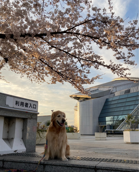 変わらず花は咲く。_a0098418_09035313.jpg