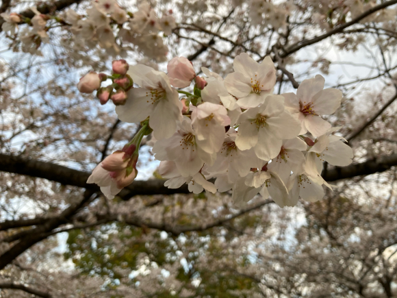 変わらず花は咲く。_a0098418_09040253.jpg