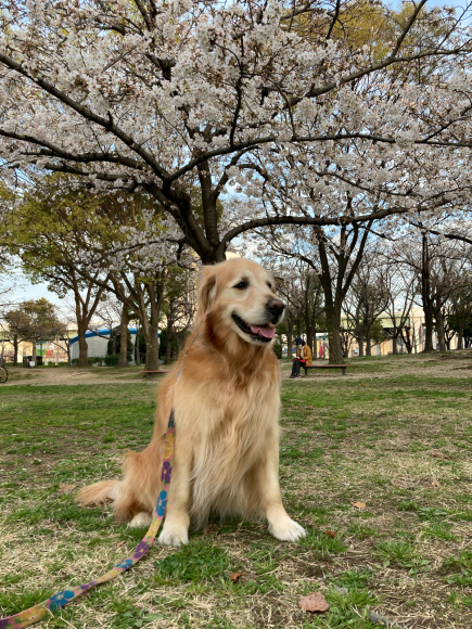 変わらず花は咲く。_a0098418_09040704.jpg