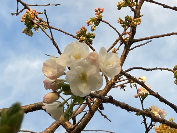 変わらず花は咲く。_a0098418_09041015.jpg