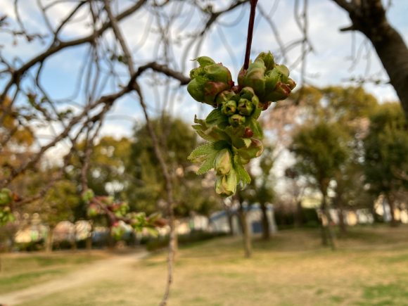 変わらず花は咲く。_a0098418_09053708.jpg