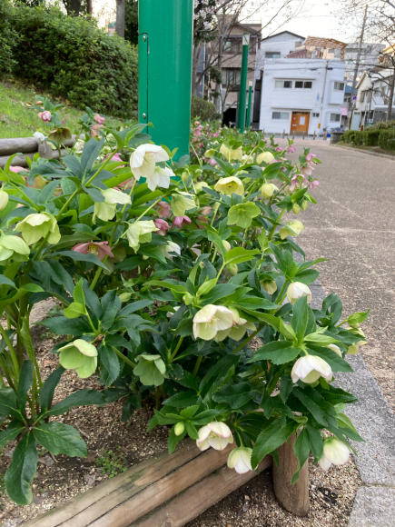 変わらず花は咲く。_a0098418_09054762.jpg